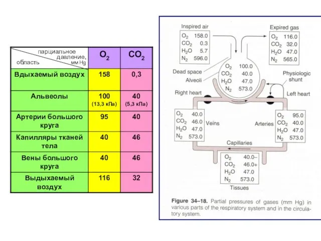 парциальное давление, мм Hg область