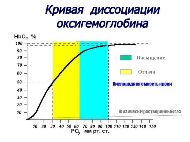 Кривая диссоциации оксигемоглобина Насыщение Отдача Кислородная емкость крови Физически растворенный газ