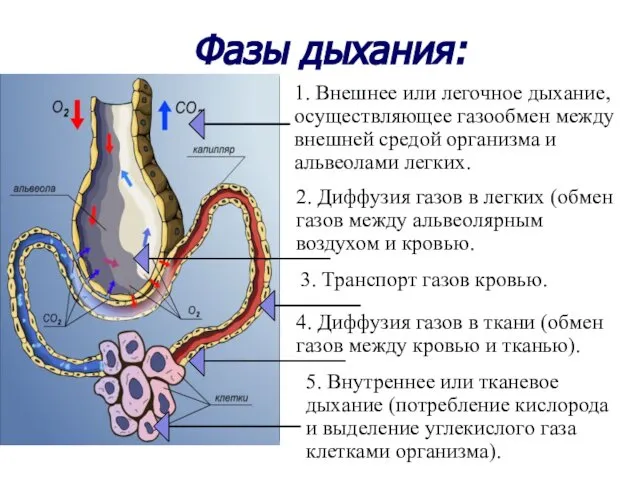 Фазы дыхания: 1. Внешнее или легочное дыхание, осуществляющее газообмен между внешней