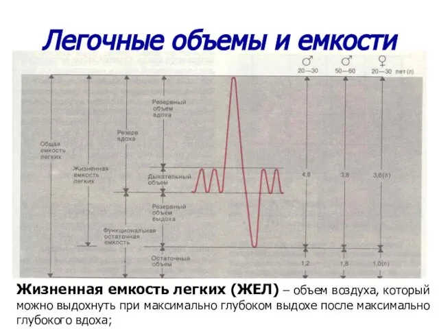 Легочные объемы и емкости Жизненная емкость легких (ЖЕЛ) – объем воздуха,