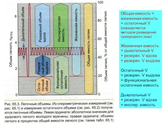 Общая емкость = жизненная емкость + остаточный V (определяется методом разведения