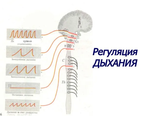 Регуляция ДЫХАНИЯ П эупноэ