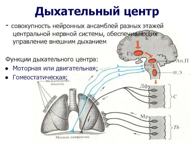 Дыхательный центр - совокупность нейронных ансамблей разных этажей центральной нервной системы,