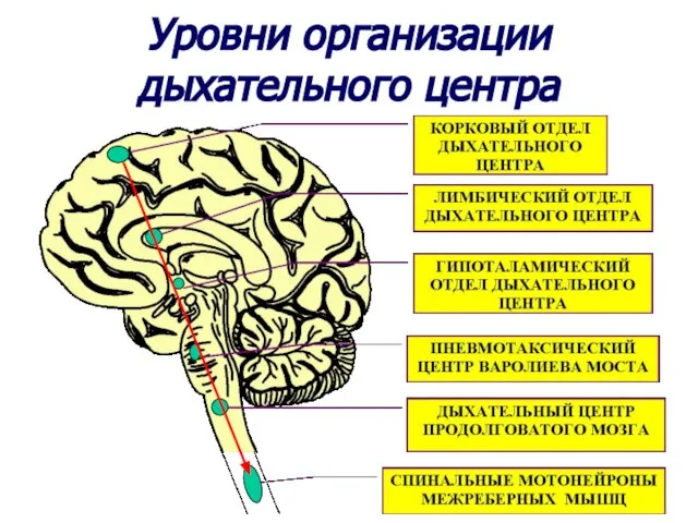 Уровни организации дыхательного центра