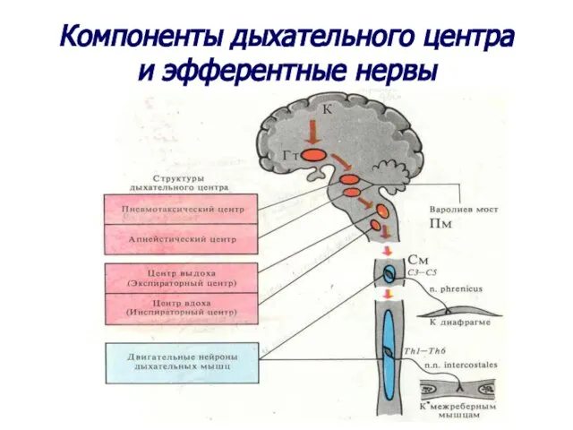 Компоненты дыхательного центра и эфферентные нервы