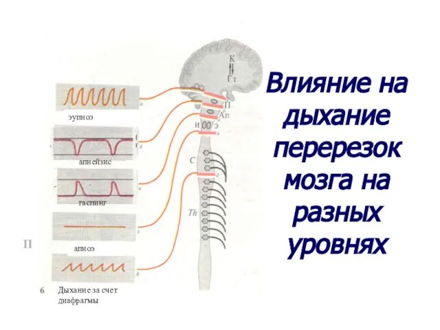 Влияние на дыхание перерезок мозга на разных уровнях П апнейзис гаспинг