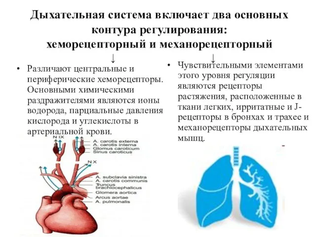 Различают центральные и периферические хеморецепторы. Основными химическими раздражителями являются ионы водорода,