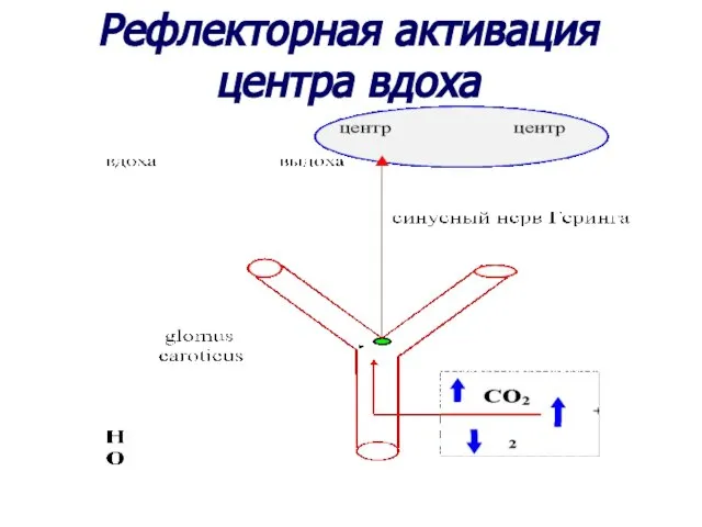 Рефлекторная активация центра вдоха