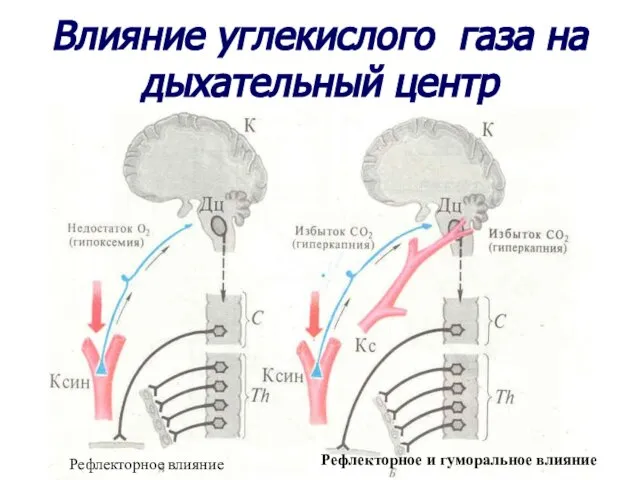 Влияние углекислого газа на дыхательный центр Рефлекторное влияние Рефлекторное и гуморальное влияние