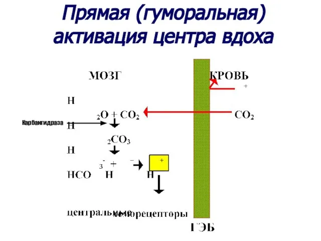 Прямая (гуморальная) активация центра вдоха Карбангидраза