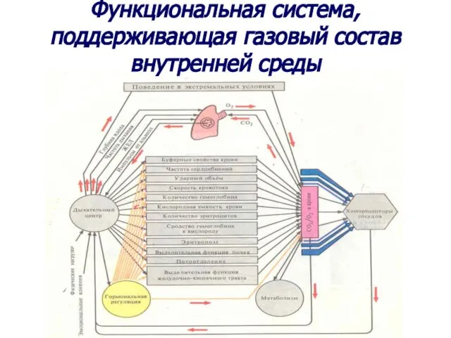 Функциональная система, поддерживающая газовый состав внутренней среды