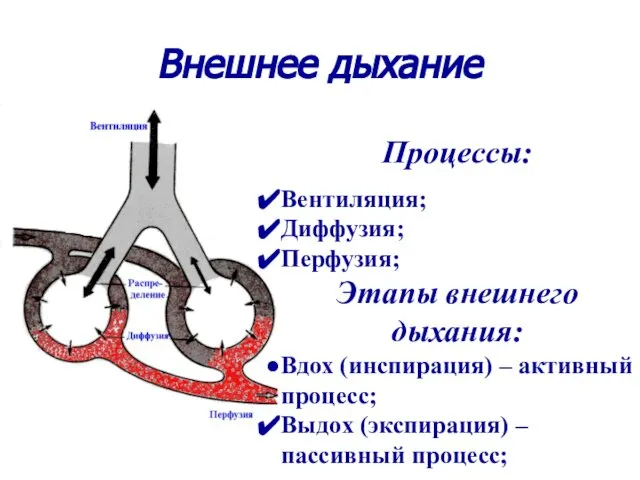 Процессы: Вентиляция; Диффузия; Перфузия; Этапы внешнего дыхания: Вдох (инспирация) – активный