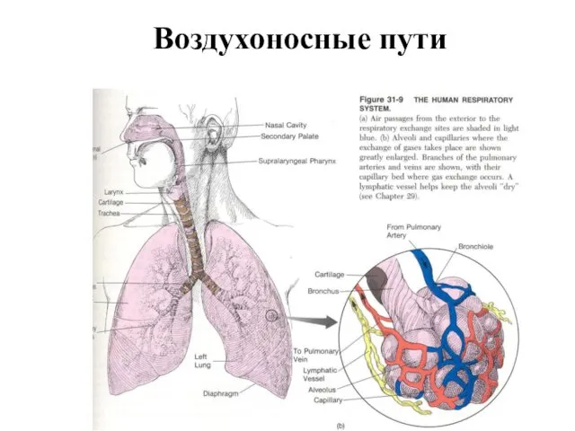 Воздухоносные пути