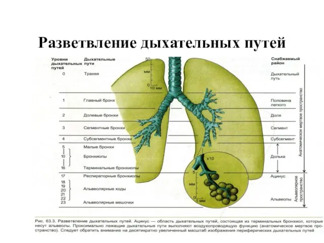 Разветвление дыхательных путей