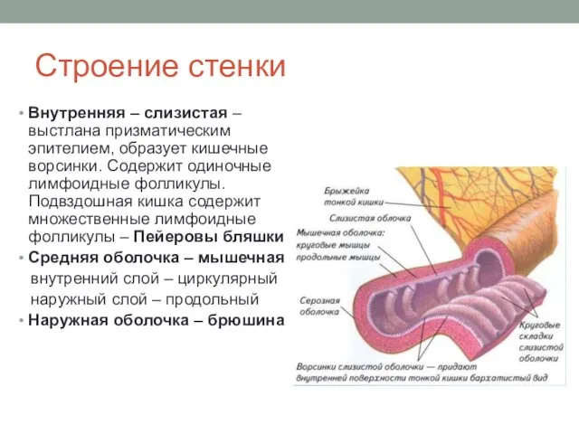 Строение стенки Внутренняя – слизистая – выстлана призматическим эпителием, образует кишечные