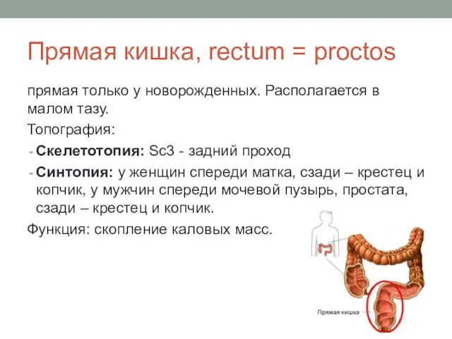 Прямая кишка, rectum = proctos прямая только у новорожденных. Располагается в