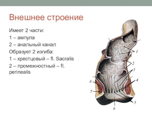 Внешнее строение Имеет 2 части: 1 – ампула 2 – анальный