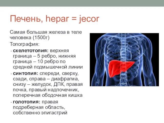 Печень, hepar = jecor Самая большая железа в теле человека (1500г)