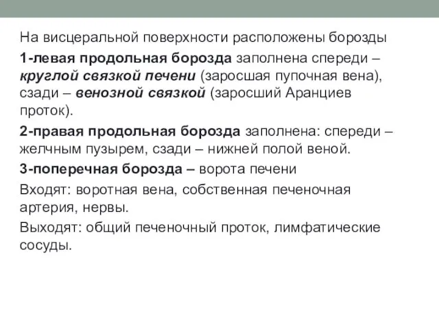 На висцеральной поверхности расположены борозды 1-левая продольная борозда заполнена спереди –