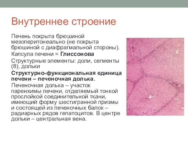 Внутреннее строение Печень покрыта брюшиной мезоперитонеально (не покрыта брюшиной с диафрагмальной