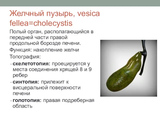 Желчный пузырь, vesica fellea=cholecystis Полый орган, располагающийся в передней части правой