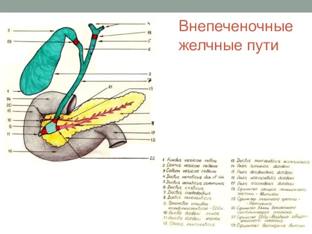 Внепеченочные желчные пути