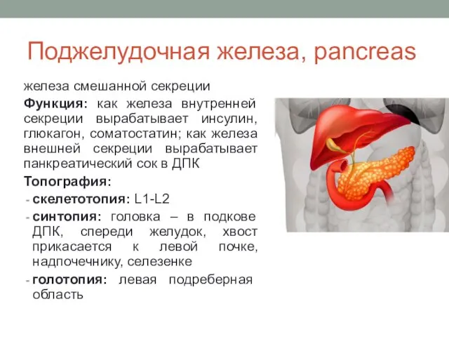 Поджелудочная железа, pancreas железа смешанной секреции Функция: как железа внутренней секреции