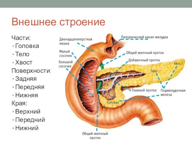 Внешнее строение Части: Головка Тело Хвост Поверхности: Задняя Передняя Нижняя Края: Верхний Передний Нижний