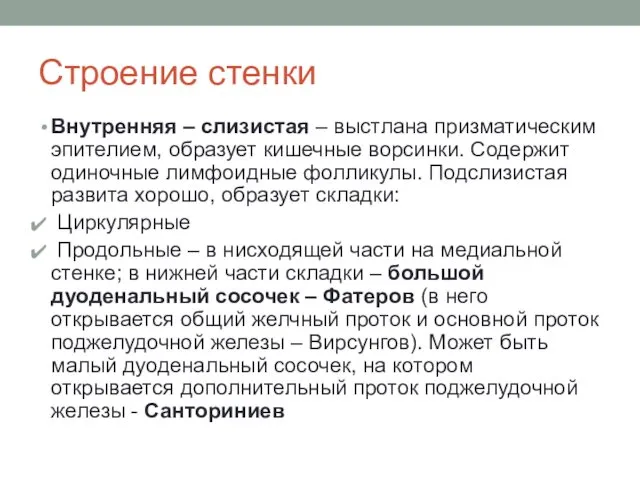 Строение стенки Внутренняя – слизистая – выстлана призматическим эпителием, образует кишечные