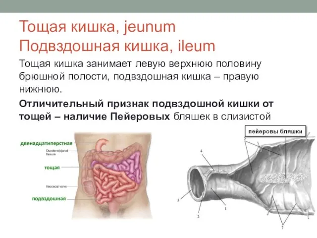 Тощая кишка, jeunum Подвздошная кишка, ileum Тощая кишка занимает левую верхнюю