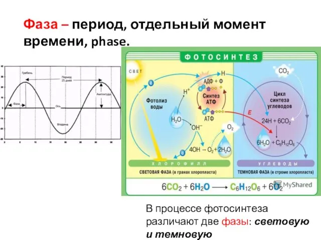 Фаза – период, отдельный момент времени, phase. В процессе фотосинтеза различают две фазы: световую и темновую