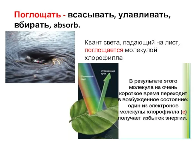 Поглощать - всасывать, улавливать, вбирать, absorb. Квант света, падающий на лист, поглощается молекулой хлорофилла