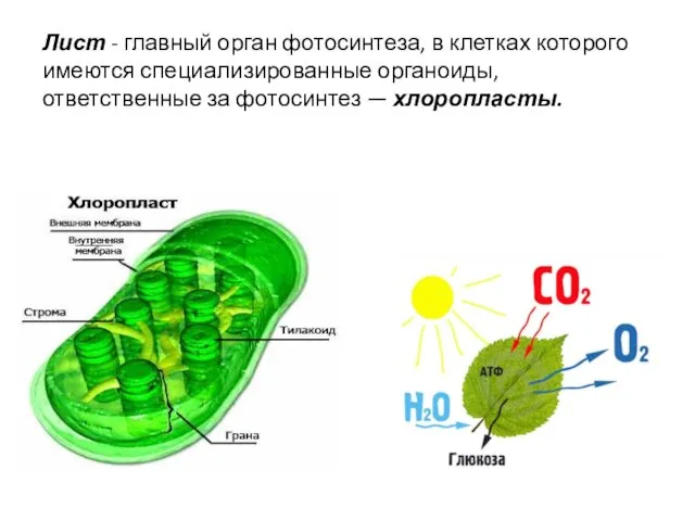 Лист - главный орган фотосинтеза, в клетках которого имеются специализированные органоиды, ответственные за фотосинтез — хлоропласты.