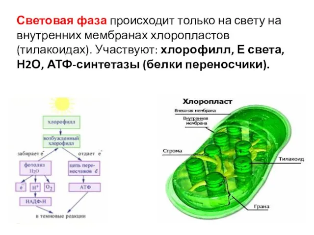Световая фаза происходит только на свету на внутренних мембранах хлоропластов (тилакоидах).