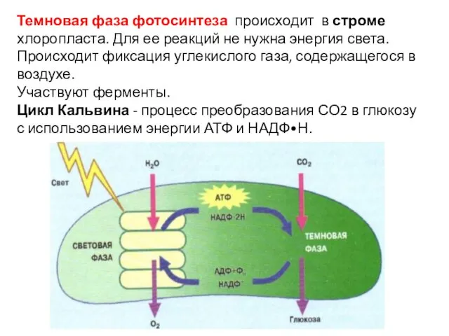 Темновая фаза фотосинтеза происходит в строме хлоропласта. Для ее реакций не