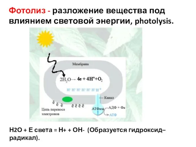 Фотолиз - разложение вещества под влиянием световой энергии, photolysis. Н2О +