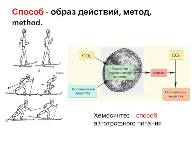 Способ - образ действий, метод, method. Хемосинтез - способ автотрофного питания