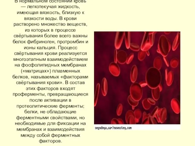 В нормальном состоянии кровь — легкотекучая жидкость, имеющая вязкость, близкую к