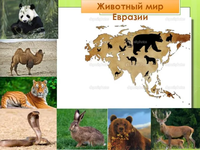 Животный мир Евразии