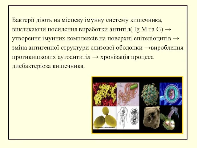 Бактерії діють на місцеву імунну систему кишечника, викликаючи посилення виработки антитіл(