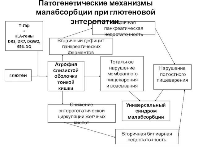 Патогенетические механизмы малабсорбции при глютеновой энтеропатии. глютен Атрофия слизистой оболочки тонкой