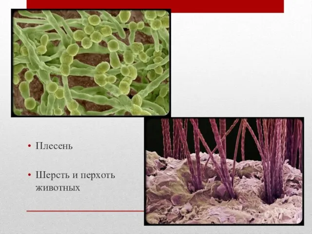 Плесень Шерсть и перхоть животных