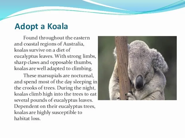 Adopt a Koala Found throughout the eastern and coastal regions of