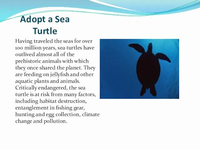 Adopt a Sea Turtle Having traveled the seas for over 100