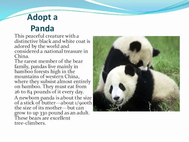 Adopt a Panda This peaceful creature with a distinctive black and