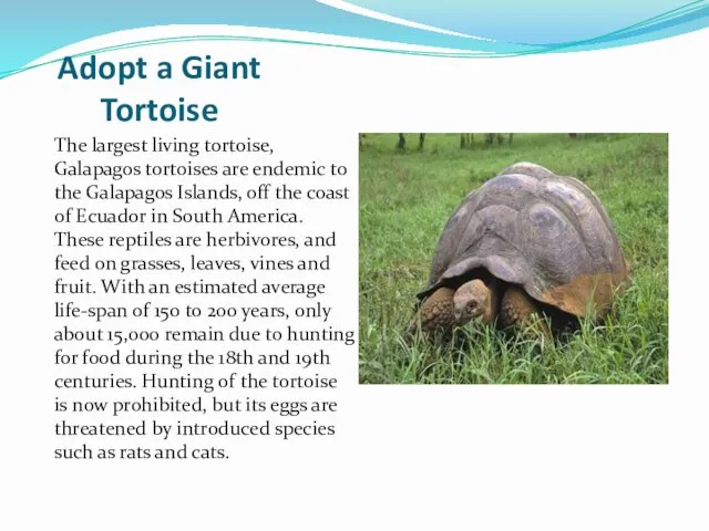 Adopt a Giant Tortoise The largest living tortoise, Galapagos tortoises are