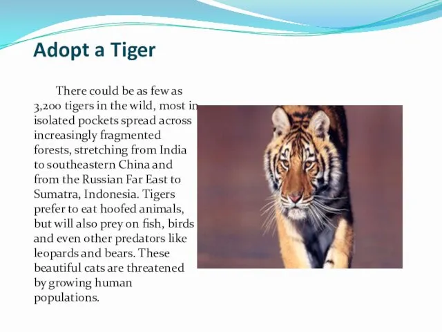 Adopt a Tiger There could be as few as 3,200 tigers