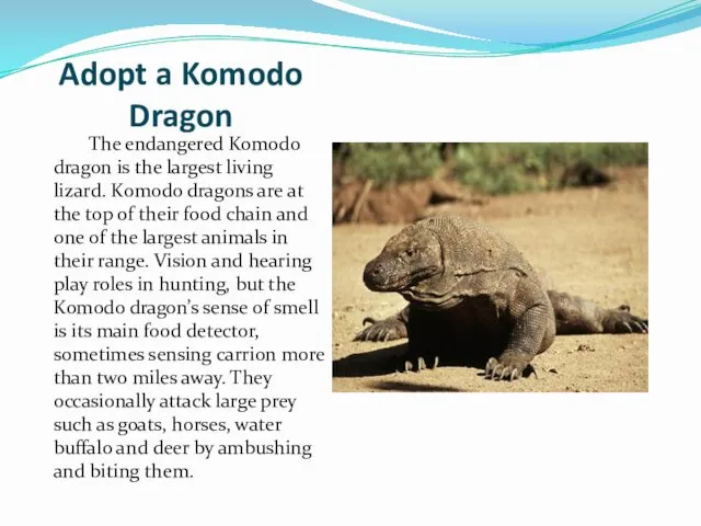 Adopt a Komodo Dragon The endangered Komodo dragon is the largest