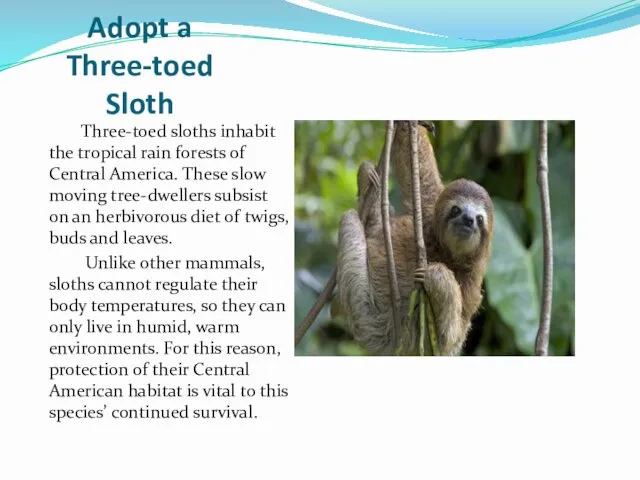 Adopt a Three-toed Sloth Three-toed sloths inhabit the tropical rain forests