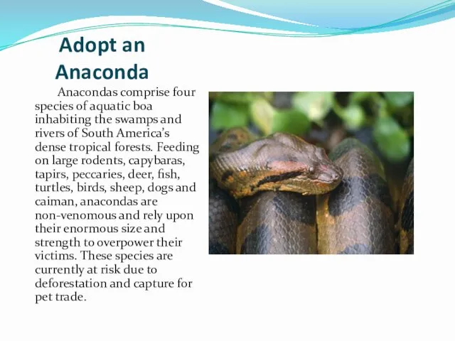 Adopt an Anaconda Anacondas comprise four species of aquatic boa inhabiting